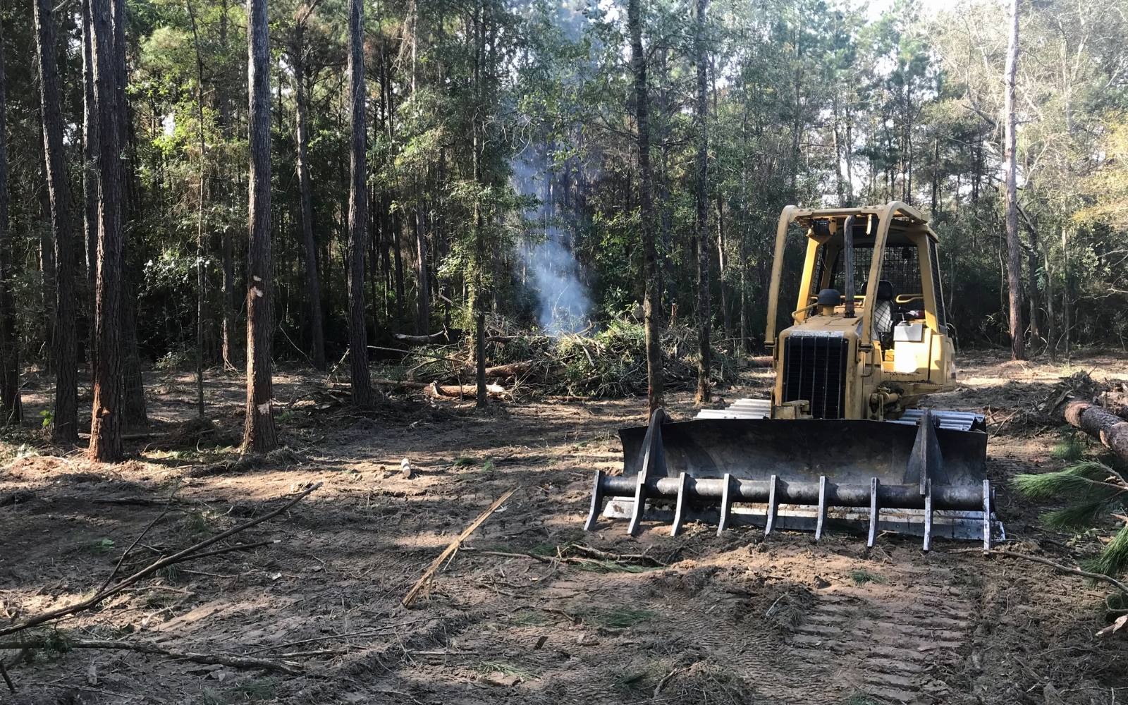 Make Money Clearing Trees on Your Michigan Property: Tips & Tricks