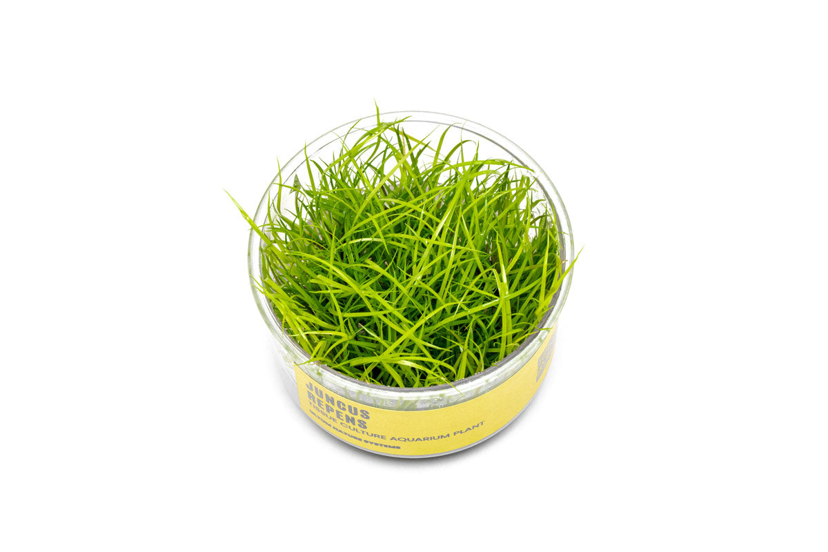 Juncus Repens Tissue Culture: Tips and Tricks for Aquatic Farmers (Boost Your Yield)