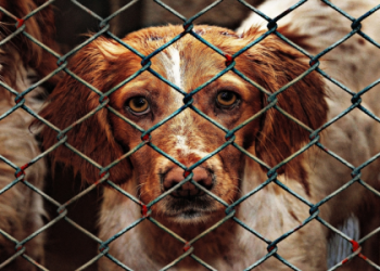 Need an Indoor Pet Fence? Heres What to Look For!