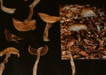 Golden Teacher Liquid Culture: Grow Mushrooms Like a Pro