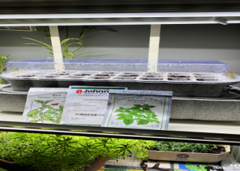 Start with indoor house plant seeds: A step-by-step guide.