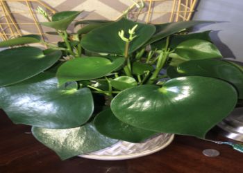 Finding the Most Unusual Indoor Plants for Your Collection