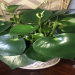 Finding the Most Unusual Indoor Plants for Your Collection