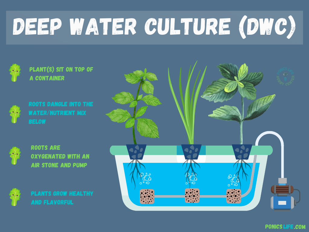 Skinny water culture meaning? Understand it with 5 easy tips!