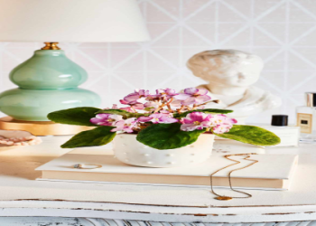 Unique Indoor Houseplant Seeds: Grow Flowers and Herbs at Home