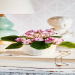 Unique Indoor Houseplant Seeds: Grow Flowers and Herbs at Home