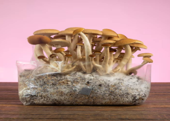 Mushroom Liquid Cultures for Beginners: Get Started Right Now