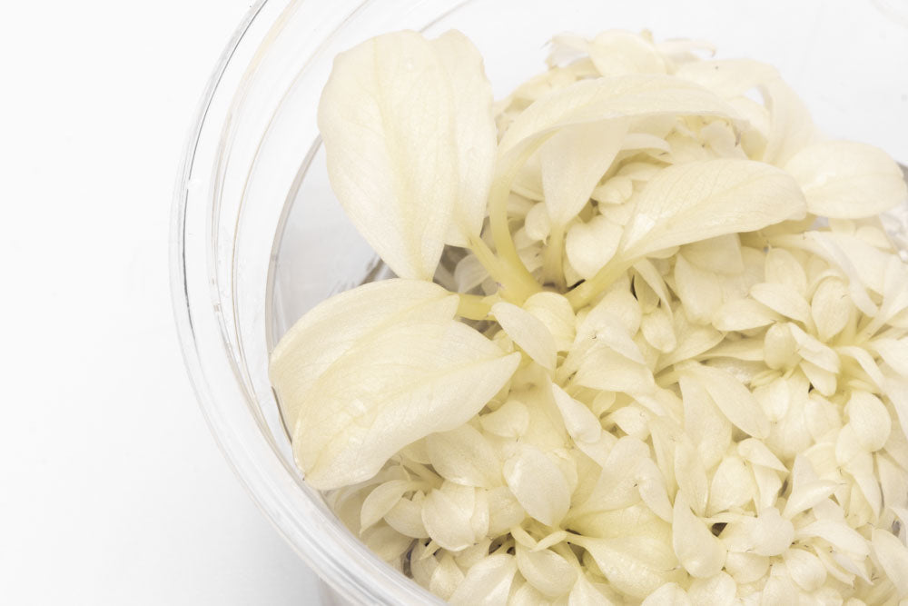Is Anubias White Rose Tissue Culture Right for Your Aquarium?