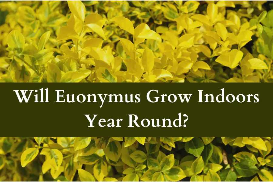 Tips for Keeping Euonymus Thriving Indoors Year Round