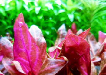 Mastering Alternanthera Rosaefolia Tissue Culture Techniques