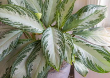 Popular trailing indoor plants: how to choose the right one for your home and what you need to know