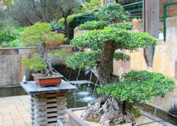 How to Make Bonsai Tree Money – Get Expert Tips for Selling and Profiting From Bonsai!