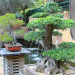 How to Make Bonsai Tree Money – Get Expert Tips for Selling and Profiting From Bonsai!
