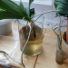 Water Culture Orchids: How To Start?  A Simple Step-By-Step Guide For You!