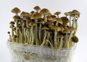 Where to Get Psilocybin Liquid Culture? (Buying Guide and How to Make it Yourself)