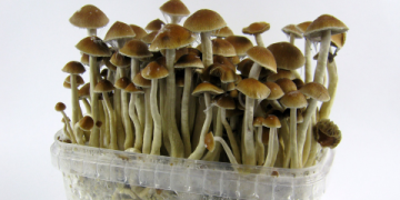 Where to Get Psilocybin Liquid Culture? (Buying Guide and How to Make it Yourself)