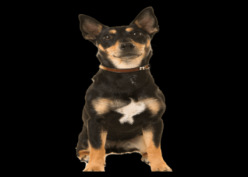 Cherrelyn Healthcare Benefits: What Can It Do For You?