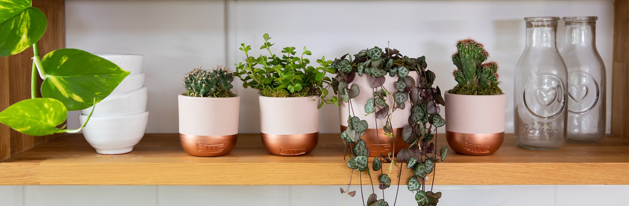 Popular trailing indoor plants: how to choose the right one for your home and what you need to know