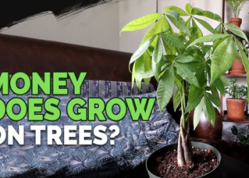Money Tree Bonsai Problems – Learn How to Fix Common Issues Fast!