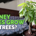 Money Tree Bonsai Problems – Learn How to Fix Common Issues Fast!