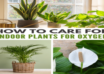 Light indoor plants that dont need much fuss here.