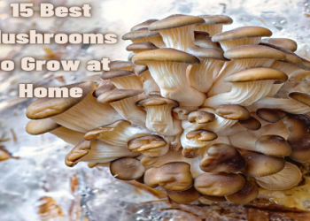 Liquid Culture Mushrooms: Easy Guide (Grow Mushrooms Fast at Home Now)