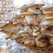 Liquid Culture Mushrooms: Easy Guide (Grow Mushrooms Fast at Home Now)