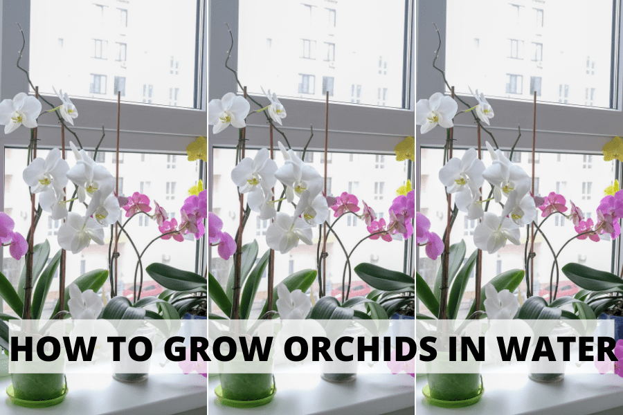 Water Culture Orchids: How To Start? A Simple Step-By-Step Guide For You!