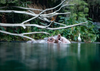 Indoor Zoo Activities: What to Do on a Rainy Day