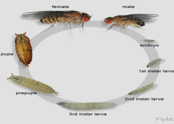 Fruit fly culture for sale! Find the best deals and get started today.
