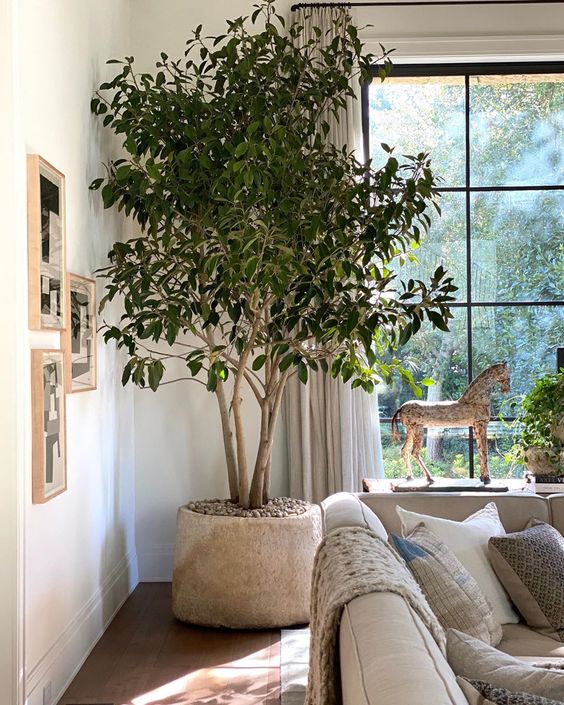 What are the biggest indoor trees? Check out these giant indoor plants for your home or office today!