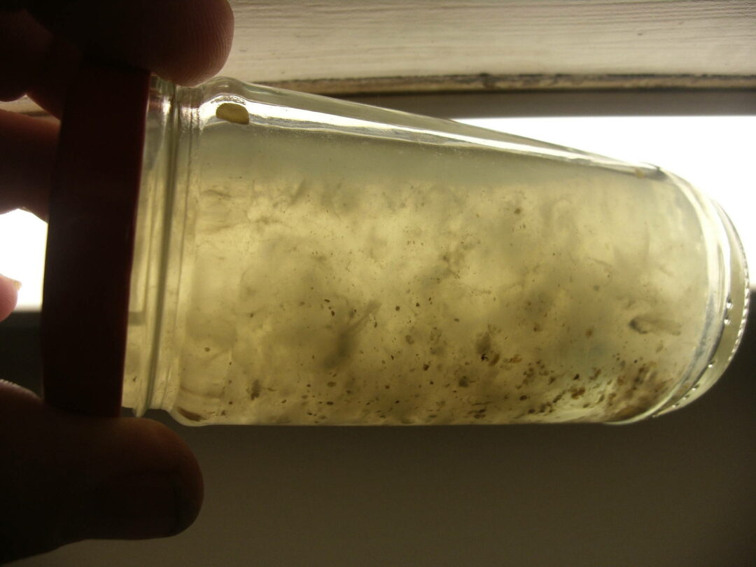 Where to Get Psilocybin Liquid Culture? (Buying Guide and How to Make it Yourself)