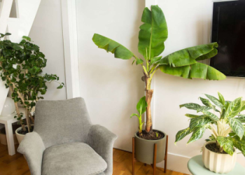 What are the biggest indoor trees? Check out these giant indoor plants for your home or office today!