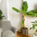 What are the biggest indoor trees? Check out these giant indoor plants for your home or office today!