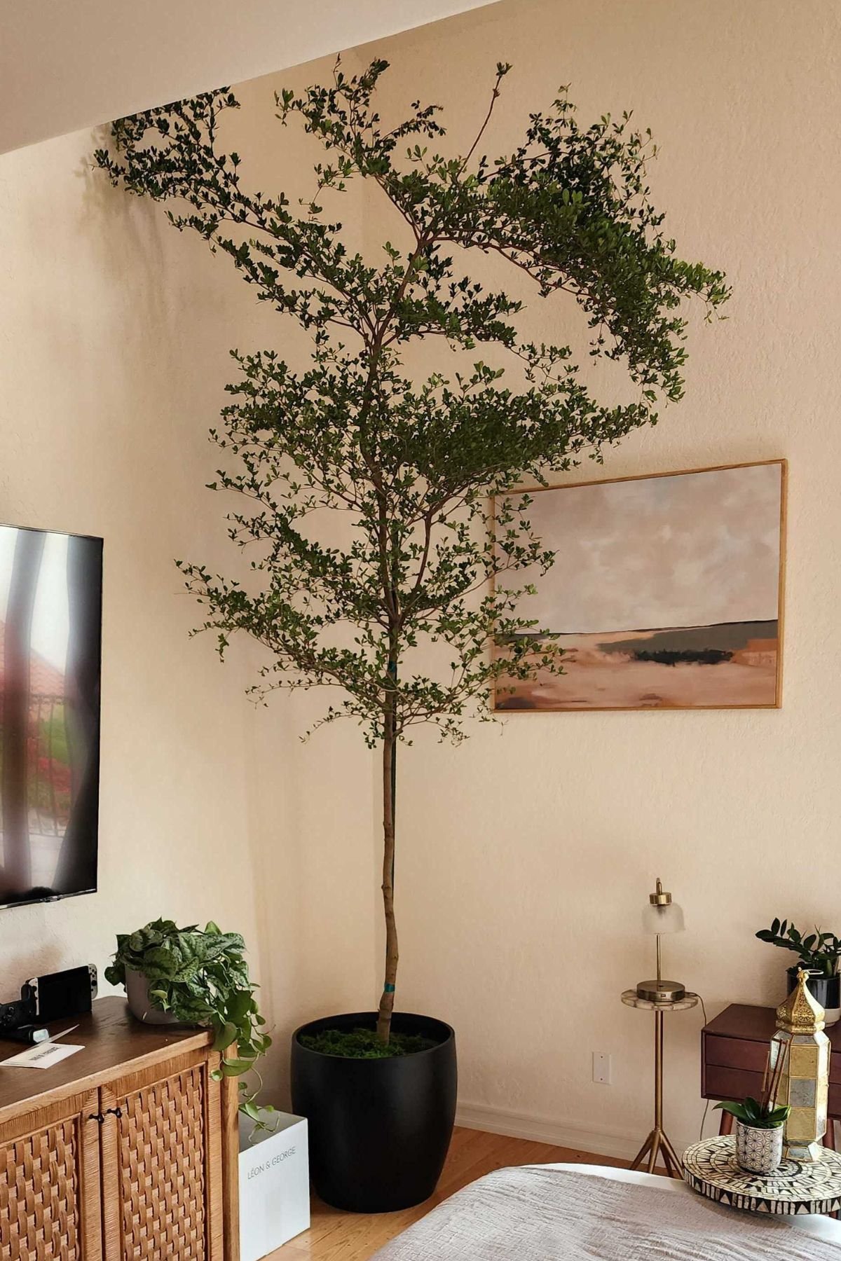 Is a Black Olive Tree Indoor Right for You? (Heres What You Need to Know)