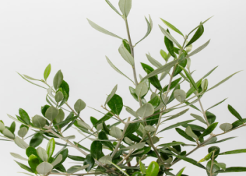 Is a Black Olive Tree Indoor Right for You? (Heres What You Need to Know)