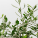 Is a Black Olive Tree Indoor Right for You? (Heres What You Need to Know)